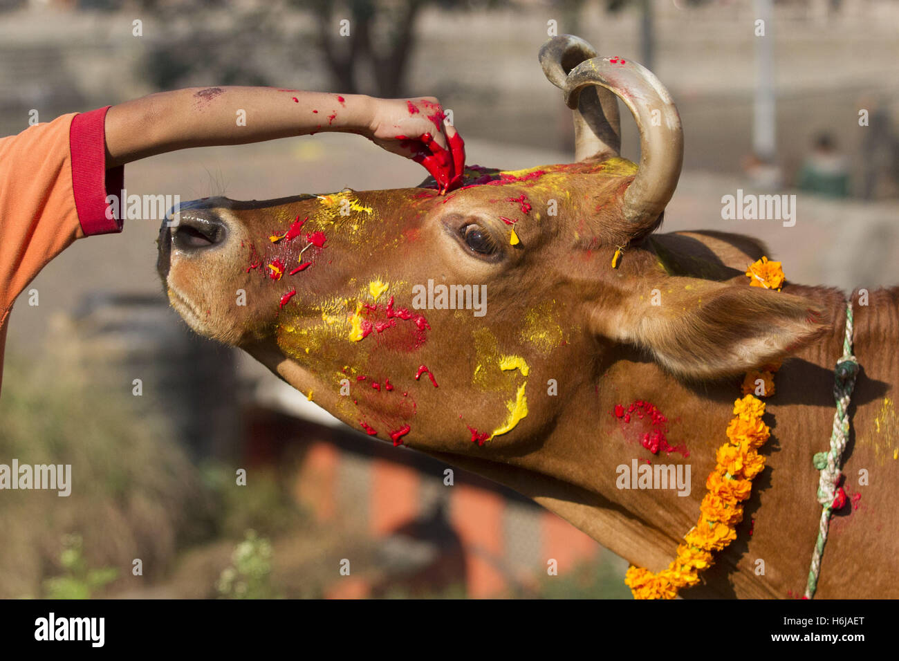 Kathmandu, Nepal. 30. Oktober 2016. Nepalesischer Priester betet eine Kuh während des Tihar-Festivals in Kathmandu, Nepal, 30. Oktober 2016. Das fünftägige Festival in Nepal findet jährlich statt und jeden Tag widmet sich verschiedenen religiösen Figuren wie Kühe, Krähen und Hunde. Bildnachweis: Pratap Thapa/Xinhua/Alamy Live-Nachrichten Stockfoto