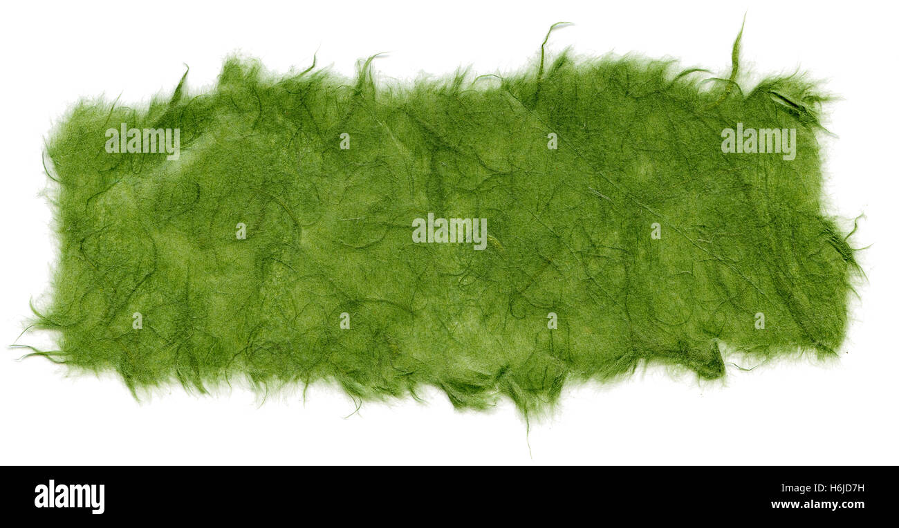 Textur des grünen Reispapier mit zerrissenen Kanten. Isoliert auf weißem Hintergrund. Mit 1600dpi mit einem professionellen Scanner gescannt. Stockfoto
