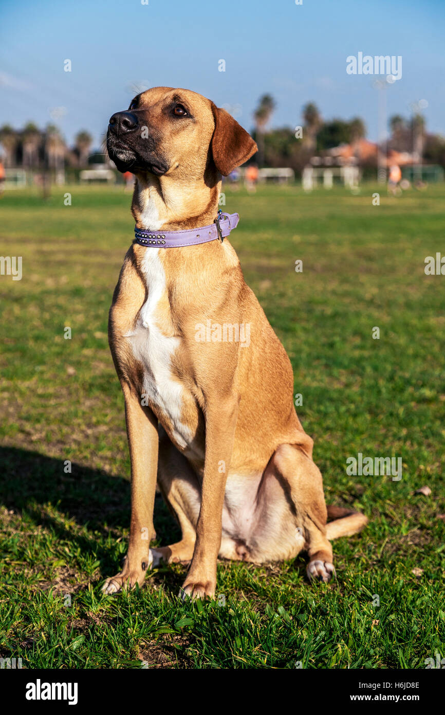 Porträt von einem Mischling Hund sitzt in einem Park. Stockfoto