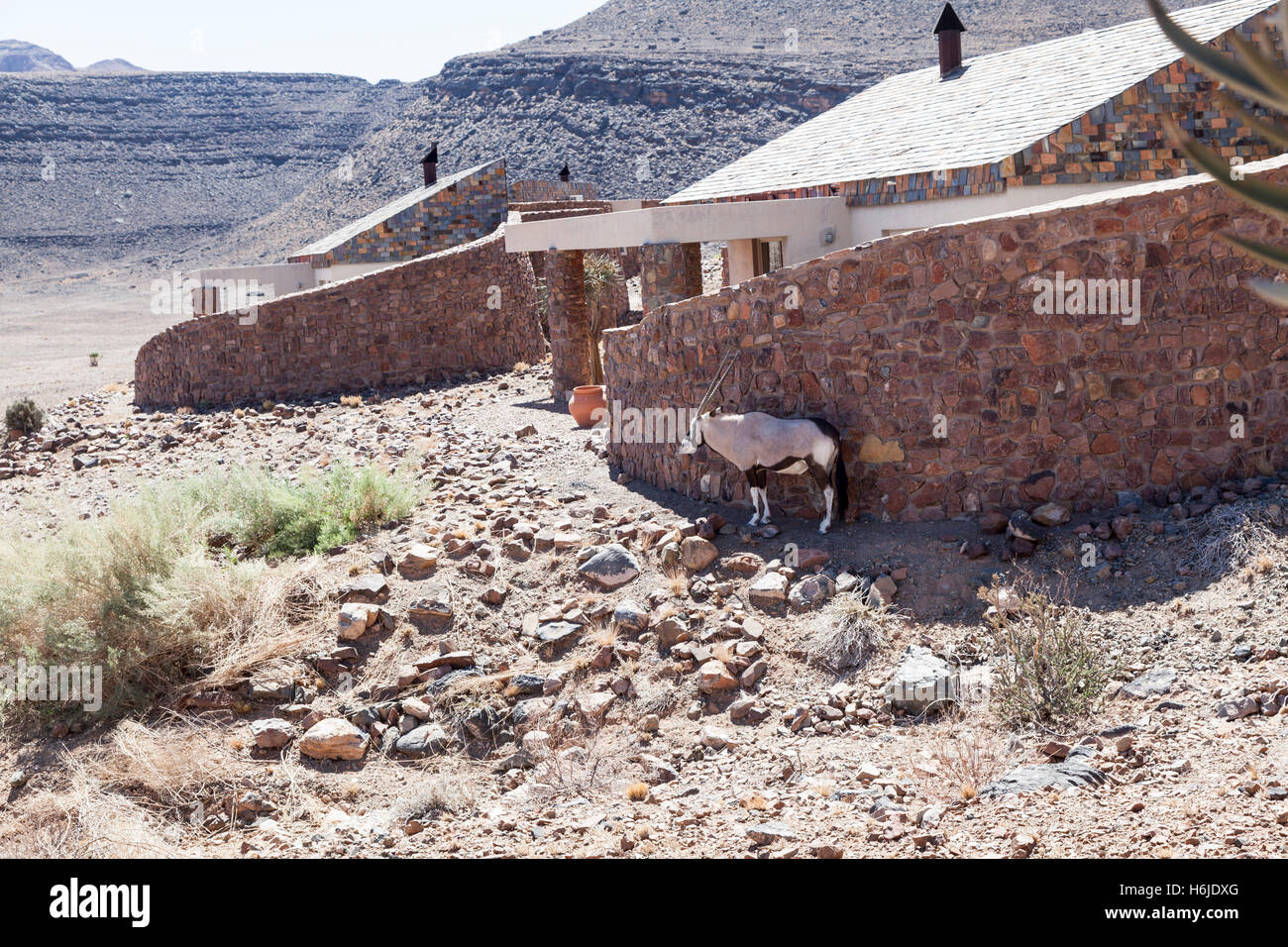 Oryx ausruhen im Schatten der Sossusvlei Desert Lodge, Namib-Wüste bei Sossusvlei, Namibia Stockfoto