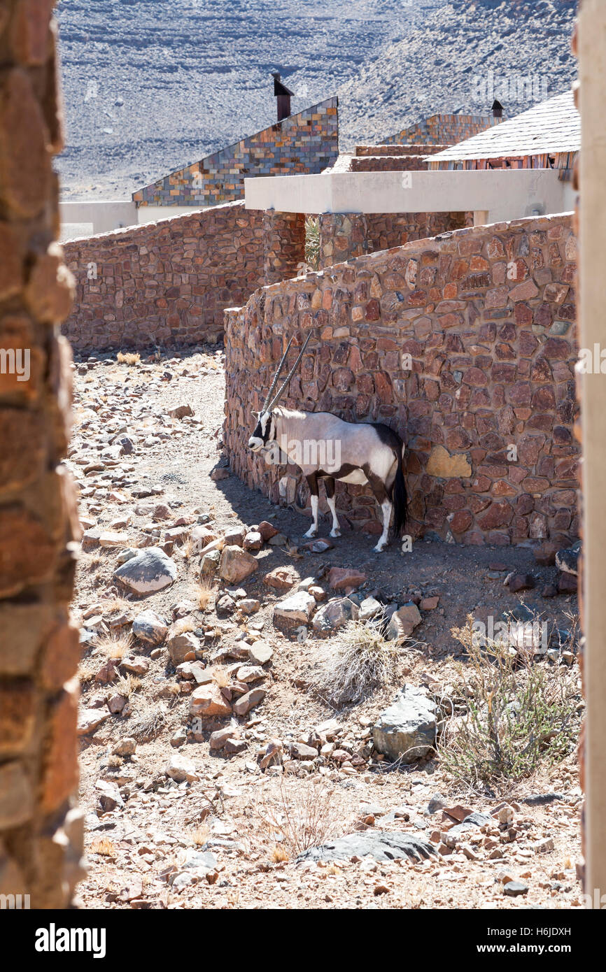 Oryx ausruhen im Schatten in der Sossusvlei Desert Lodge, Namib-Wüste bei Sossusvlei, Namibia Stockfoto