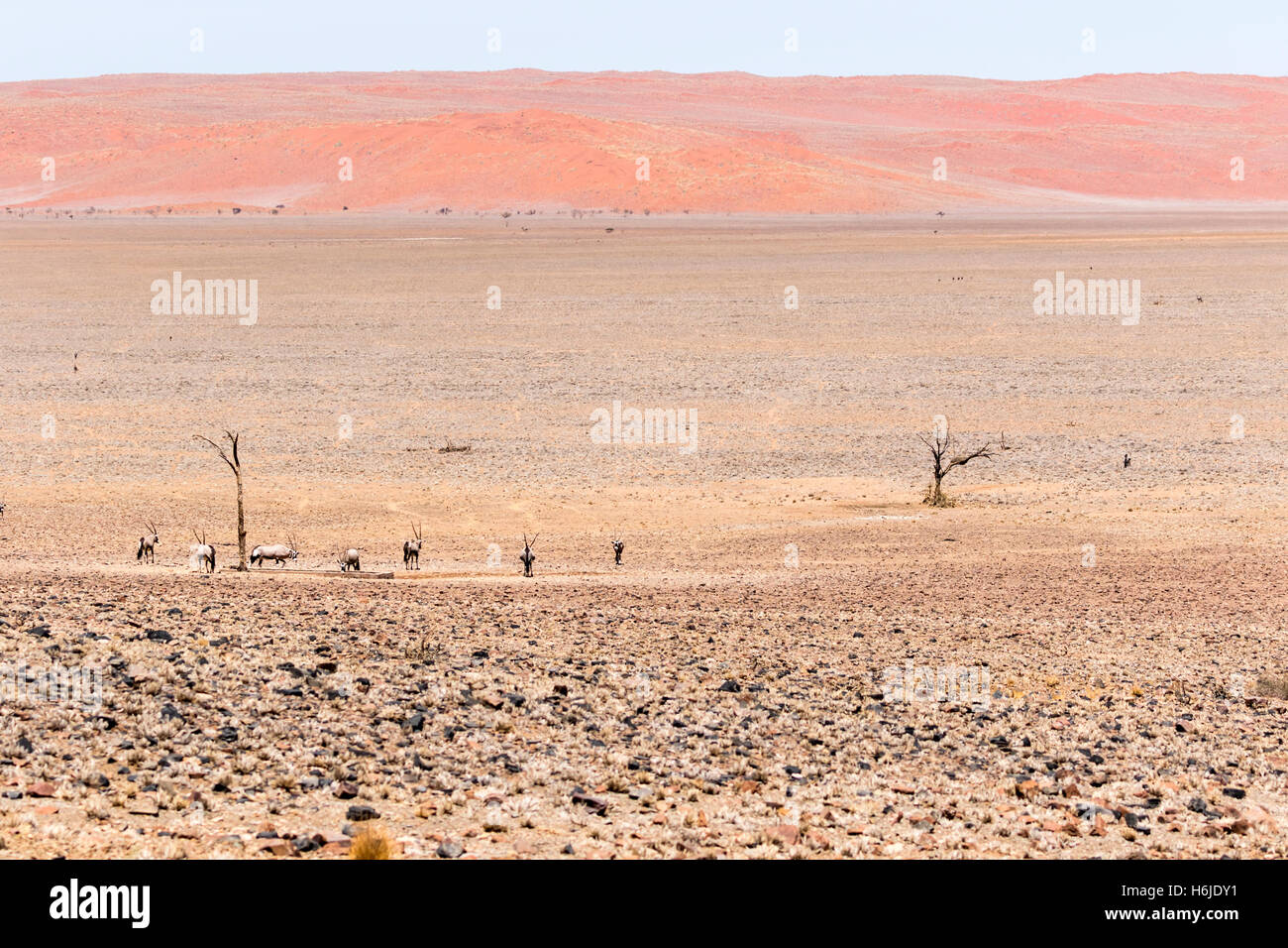 Oryx-Antilopen an einer Wasserstelle in der Namib-Wüste bei Sossusvlei, Namibia Stockfoto