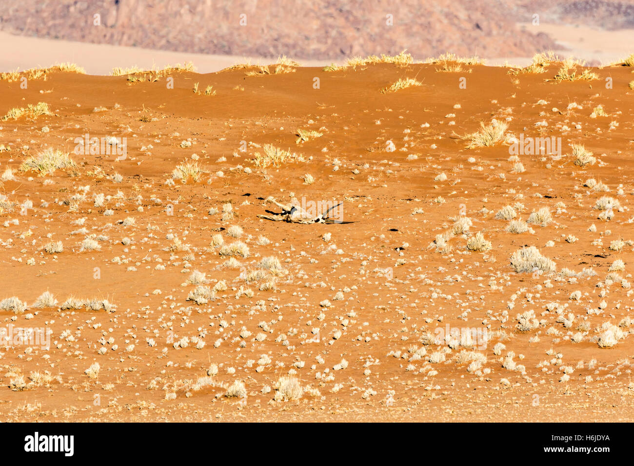 Oryx-Kadaver in der Namib-Wüste bei Sossusvlei, Namibia Stockfoto
