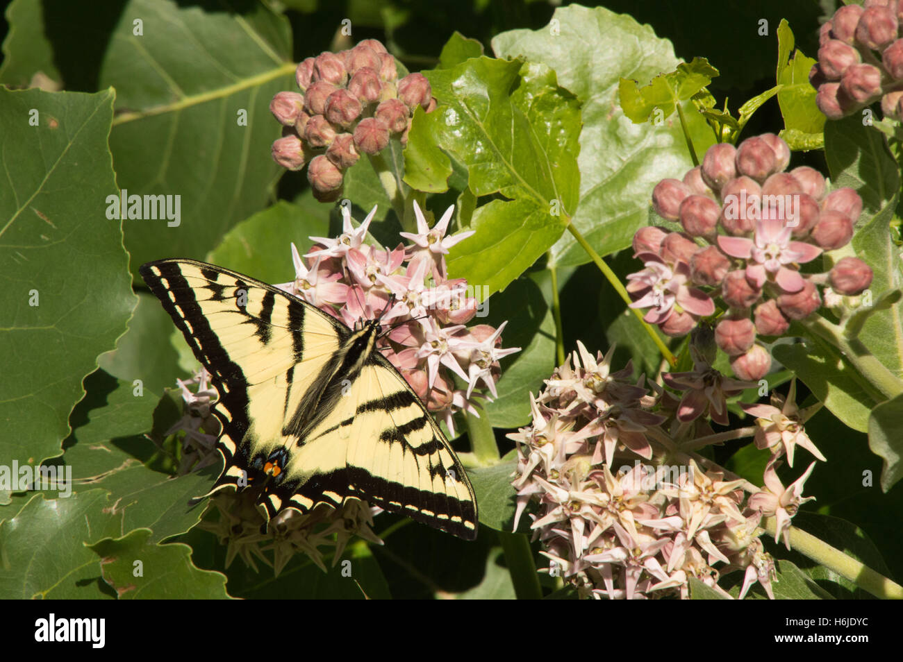 Nahaufnahme von einer westlichen Tiger Schwalbenschwanz Schmetterling mit verlängerten Flügeln Fütterung auf rosa Blüten einer gemeinsamen Seidenpflanze Pflanze Stockfoto