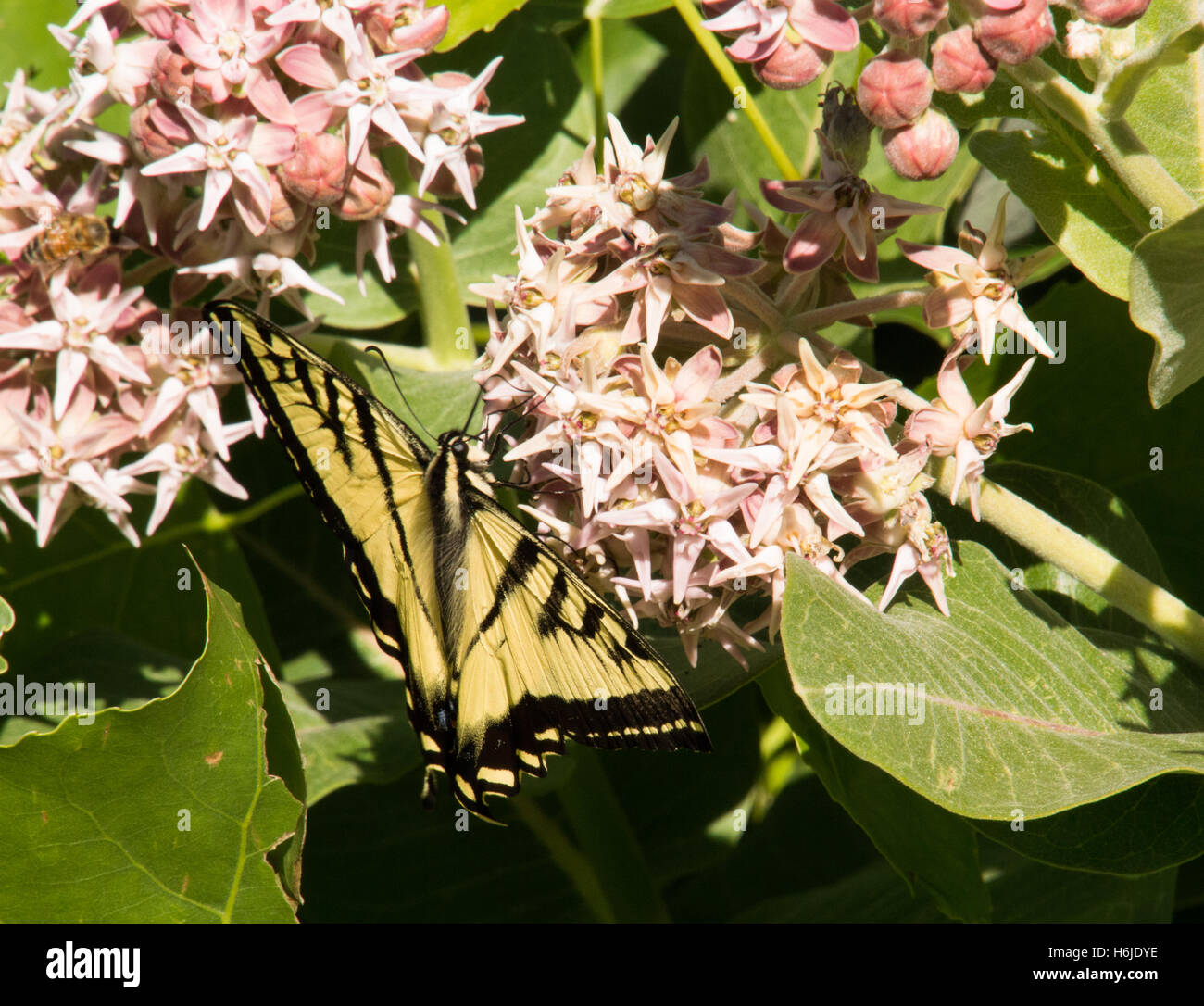 Nahaufnahme von einer westlichen Tiger Schwalbenschwanz Schmetterling mit offenen Flügeln von rosa Blüten einer gemeinsamen Seidenpflanze Pflanze ernähren Stockfoto