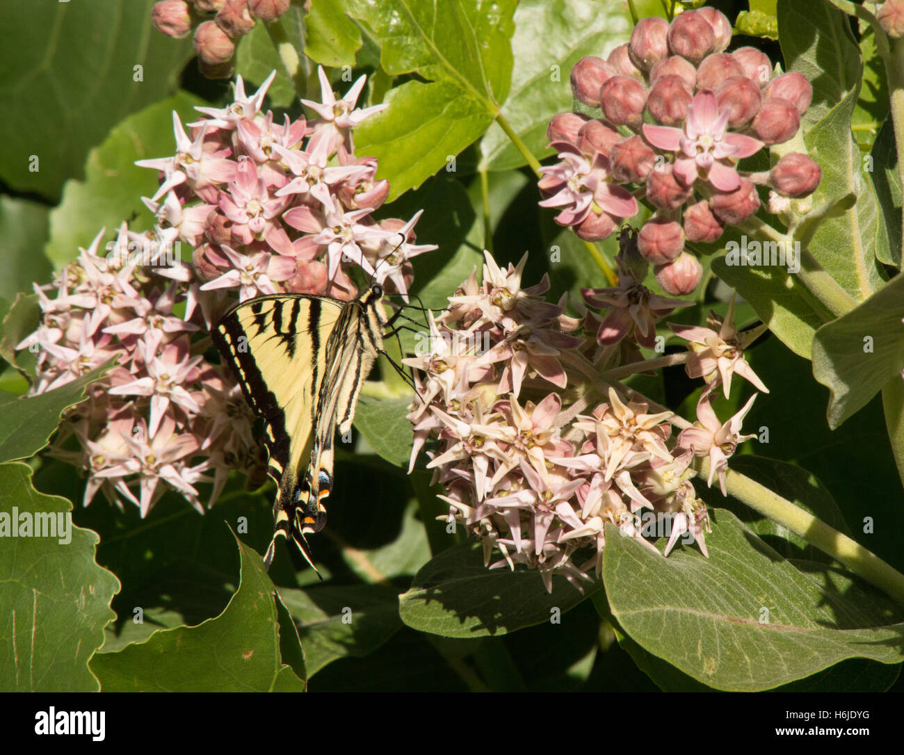 Nahaufnahme von einem westlichen Tiger Schwalbenschwanz Schmetterling im Profil von rosa Blüten einer gemeinsamen Seidenpflanze Pflanze ernähren Stockfoto