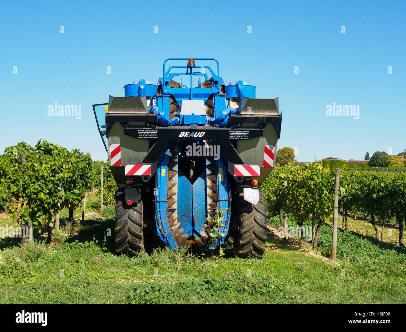 Die Ernte in der Charente. Ein New Holland Braud Erntemaschine tritt in die Reihe der Reben wird es Ernte. Ansicht von hinten. Stockfoto