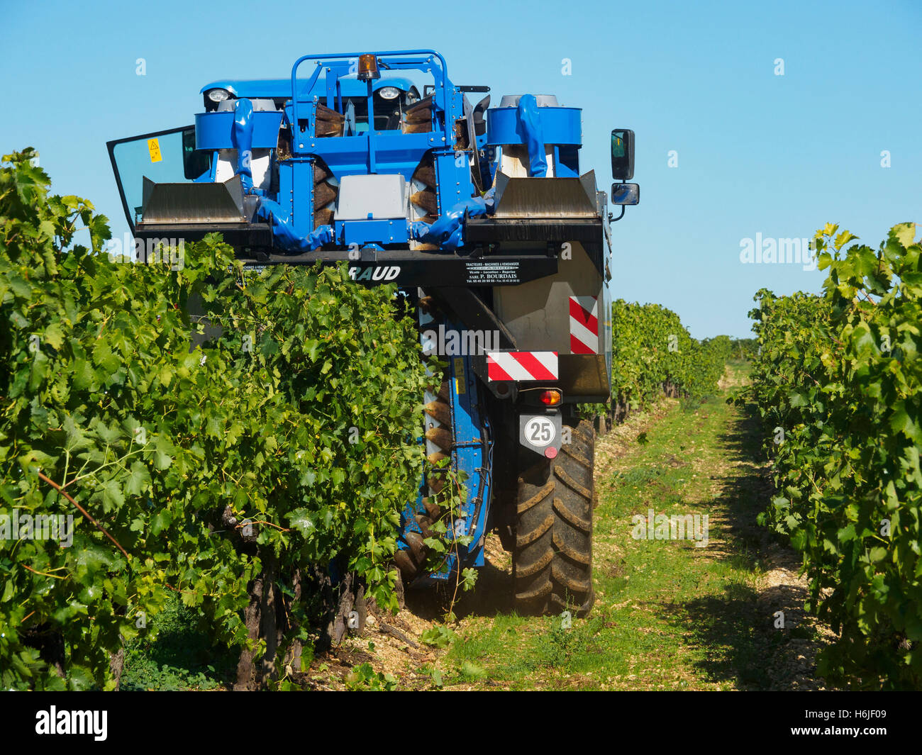 Die Ernte in der Charente. Ein New Holland Braud Erntemaschine ernten eine Reihe von Reben. Ansicht von hinten. Stockfoto