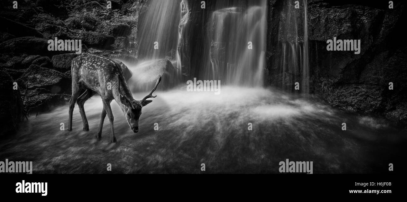 Ein Damhirsch Bock im Wasserfall Stockfoto