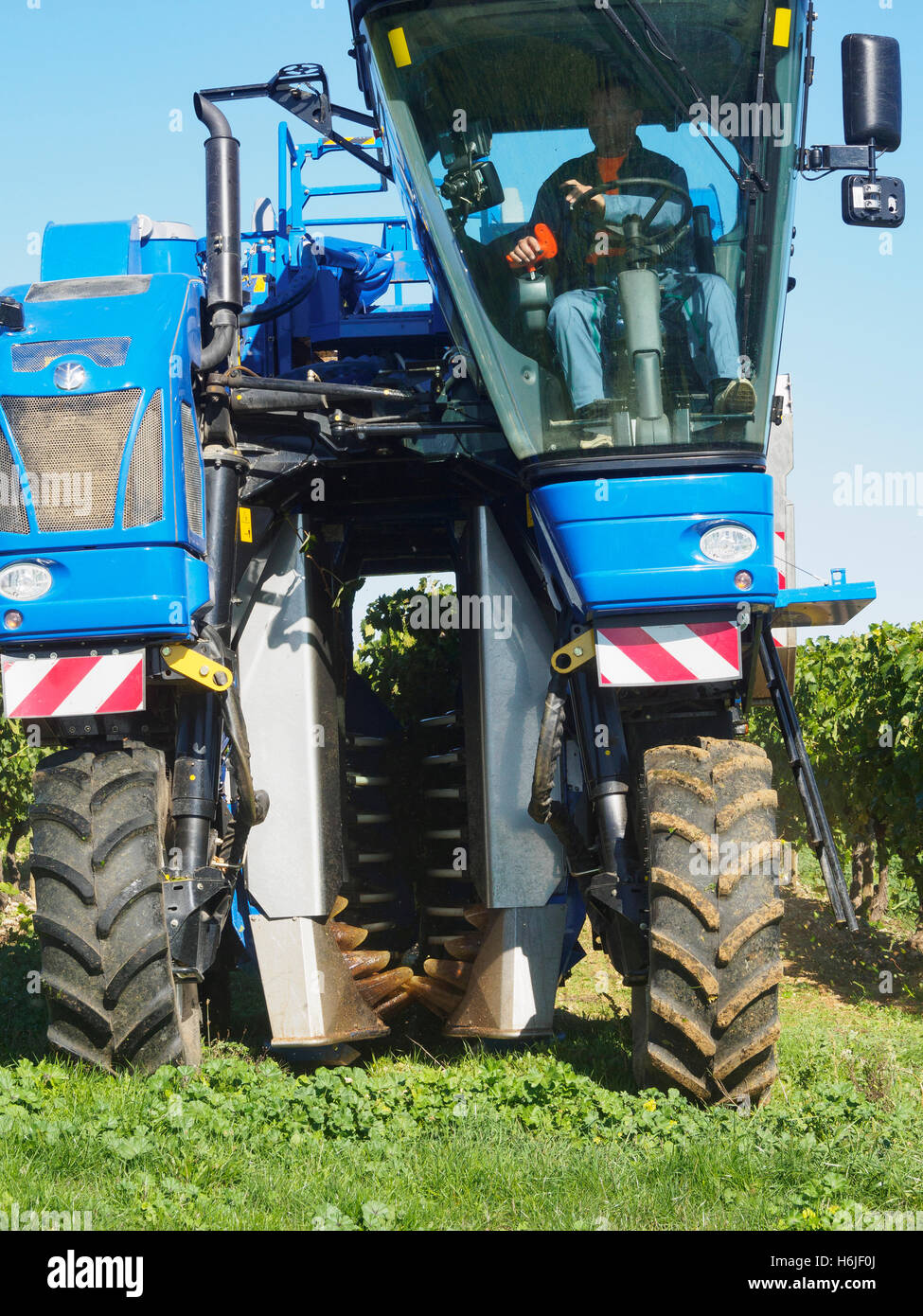 Die Ernte in der Charente. Ein New Holland Braud Ernte Maschine kommt aus der Reihe der Reben sie gerade geerntet hat. Stockfoto