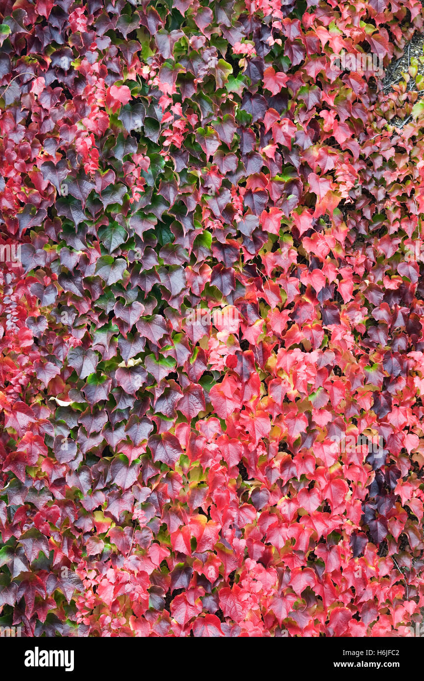 Parthenocissus Tricuspidata. Boston-Efeu Blätter im Herbst. Stockfoto