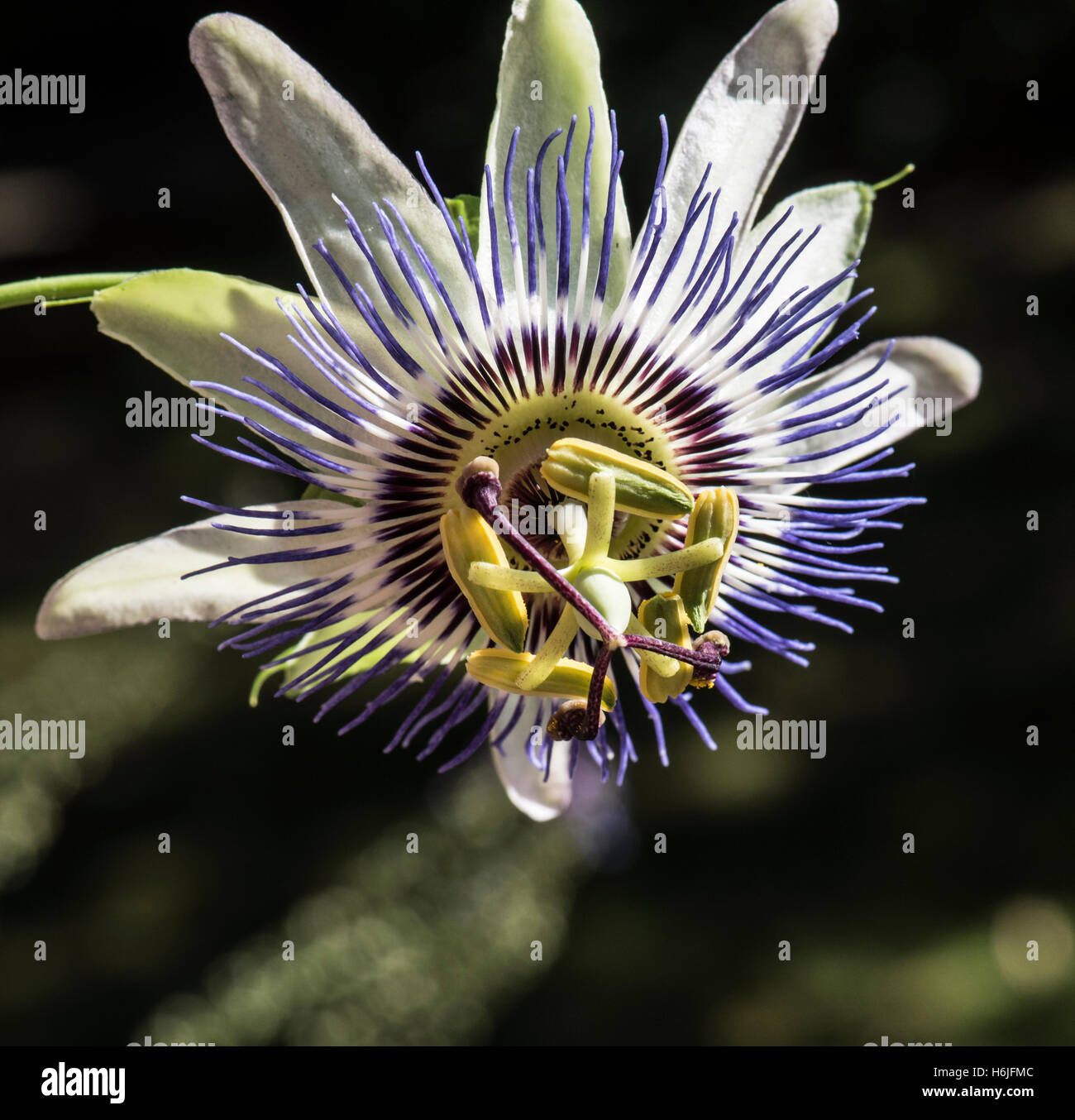 Passiflora Caerulea, Passionsblume, Surrey, UK. Juni. Stockfoto