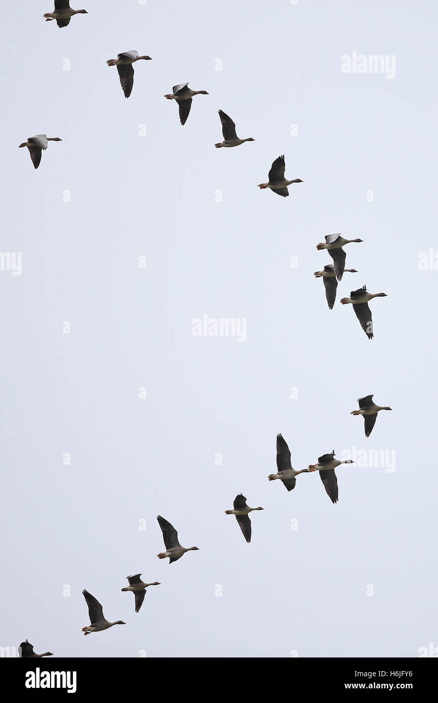 Pink-footed Goose (Anser Brachyrhynchus) Stockfoto