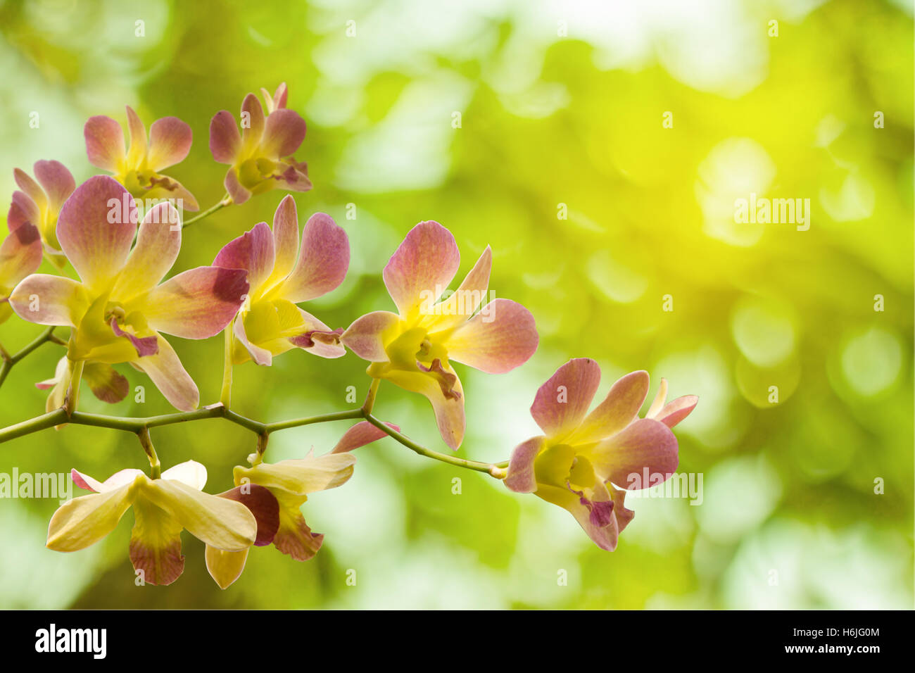 Orchideen Blumenstrauß schöner Hintergrund verschwimmen in Natur Licht Stockfoto