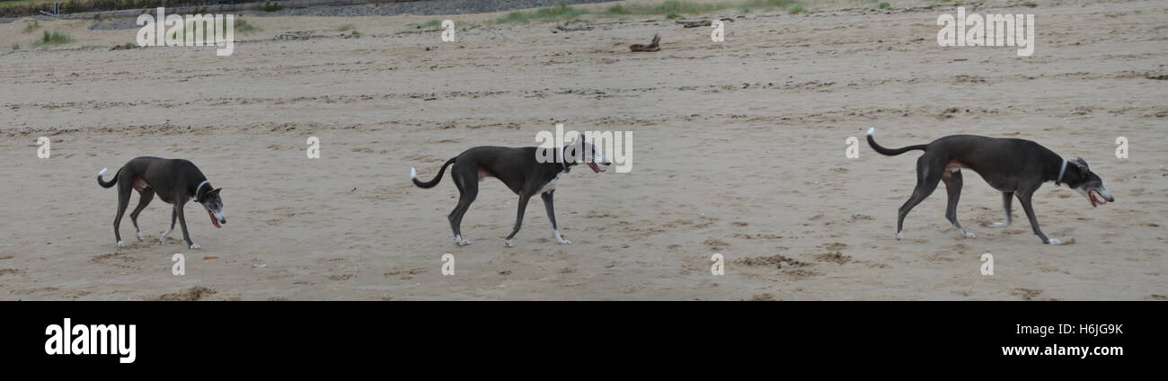 Hund auf Swansea Beach - mehrere Exposition Stockfoto