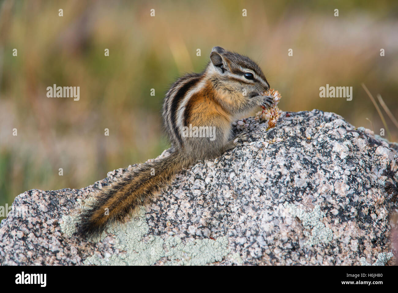 Zumindest Essen Samen Chipmunk (Tamias ZIP), Mount Evans Wildnisgebiet, Rocky Mountains, Colorado USA Stockfoto