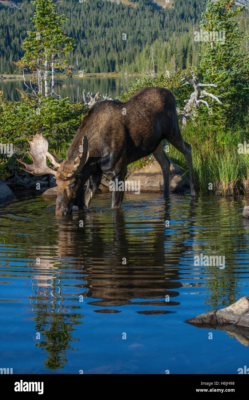 Stier, Elch (Alces Alces) Nahrungssuche im Teich, Indian Peaks Wilderness, Rocky Mountains, Colorado, USA Stockfoto