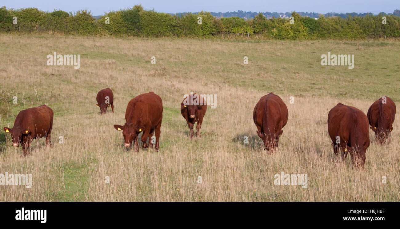 Sieben rote Devon Ochsen grasen Stockfoto