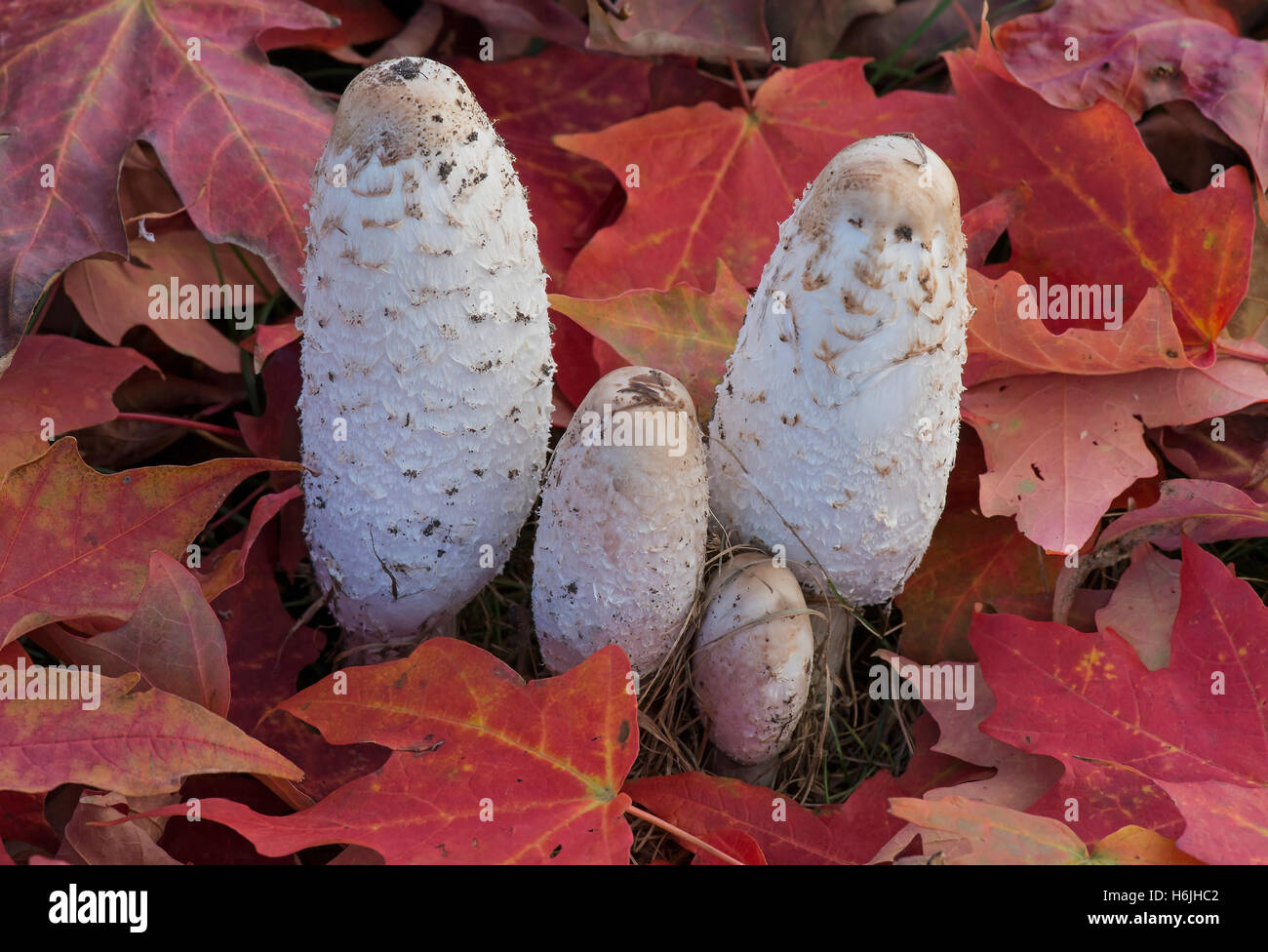 Shaggy Mähne Pilze (Coprinus comatus), Herbst, E USA, von Skip Moody/Dembinsky Photo Assoc Stockfoto