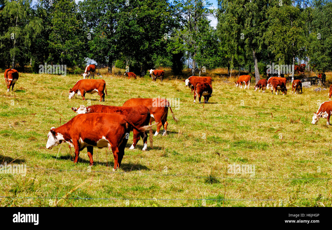 weidende Kühe, Rinder in einer alten ländlichen Umgebung Stockfoto