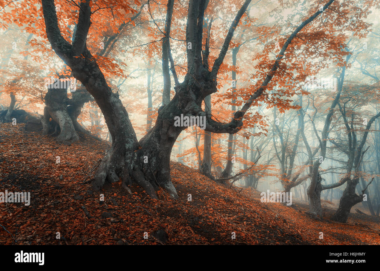 Mystische herbstlichen Wald im Nebel. Magische Alter Baumbestand in Wolken. Bunte Landschaft mit nebligen Wald, Trail, orange Laub im Verbrechen Stockfoto