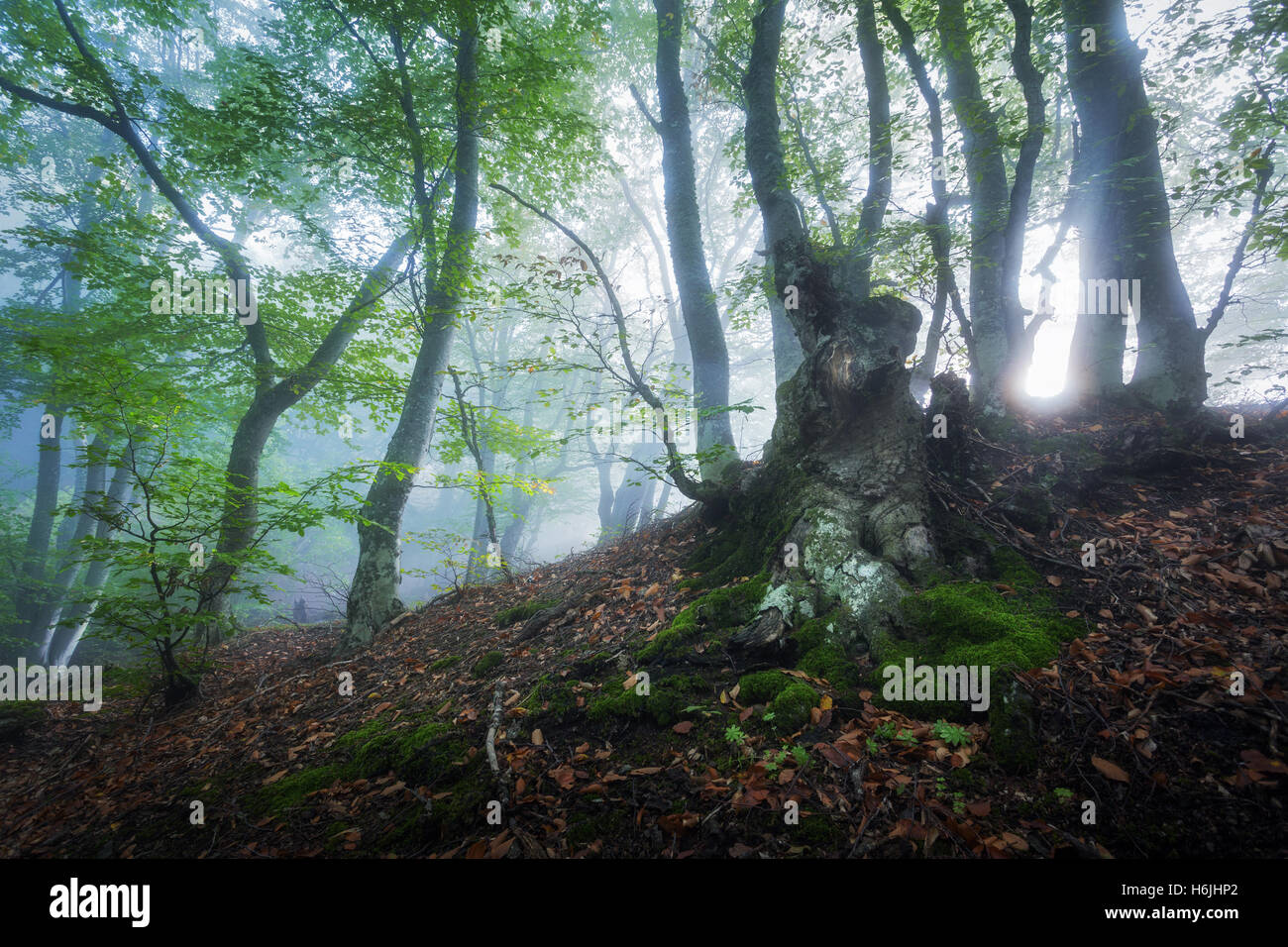 Mystische Frühlingswald im Nebel. Magische Alter Baumbestand in Wolken bei Sonnenaufgang. Bunte Landschaft mit nebligen Wald, Sonnenlicht, Trail, gr Stockfoto