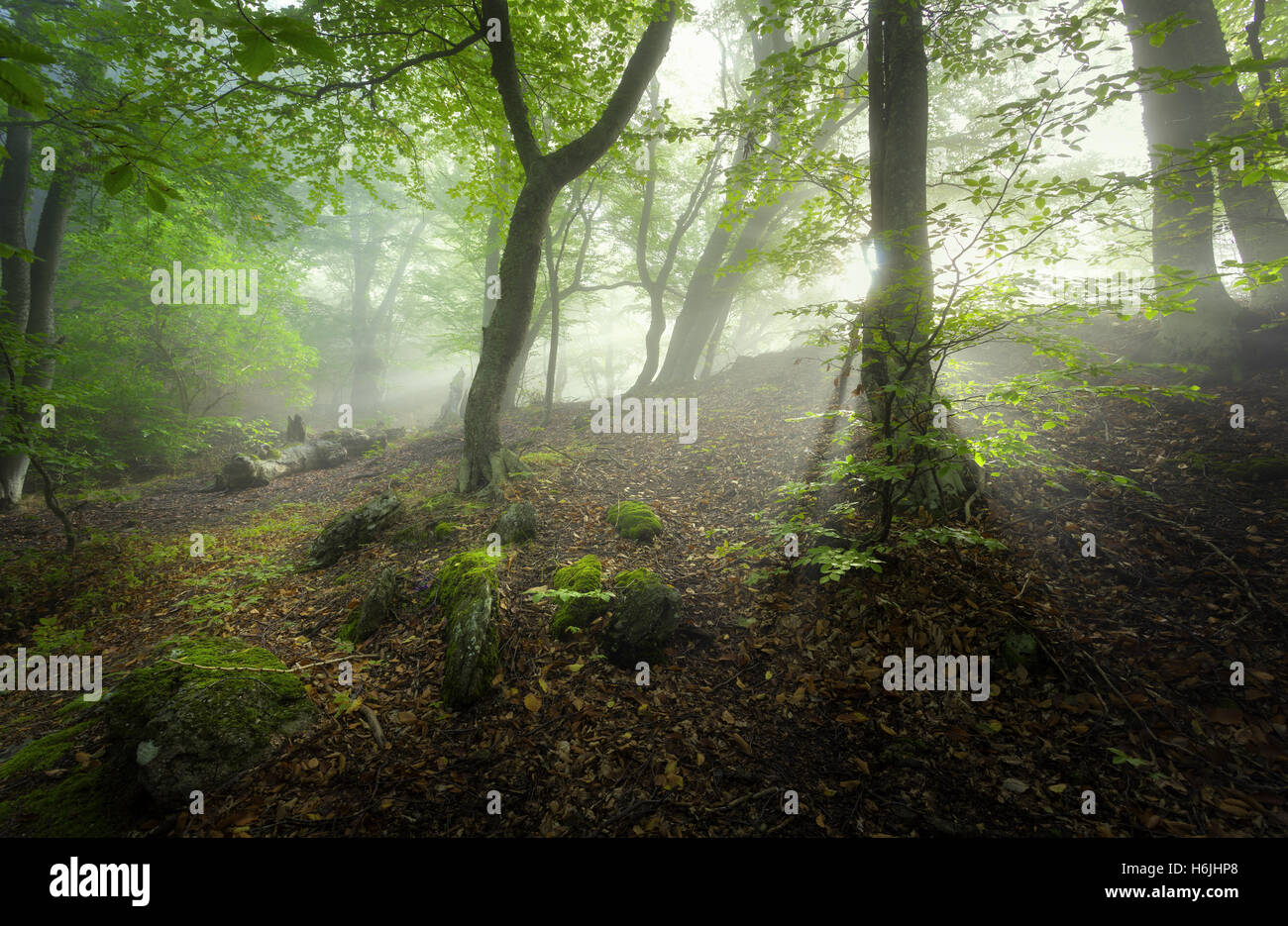 Mystische Frühlingswald im Nebel. Magische Alter Baumbestand in Wolken bei Sonnenaufgang. Bunte Landschaft mit nebligen Wald, Sonnenlicht, Trail, gr Stockfoto