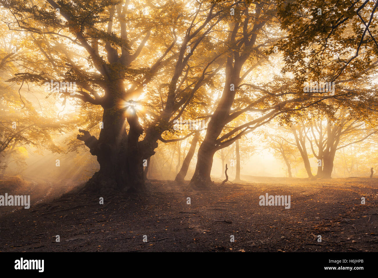 Magische Alter Baum mit Sonnenstrahlen am Morgen. Wald im Nebel. Bunte Landschaft mit nebligen Wald, goldene Sonne Stockfoto