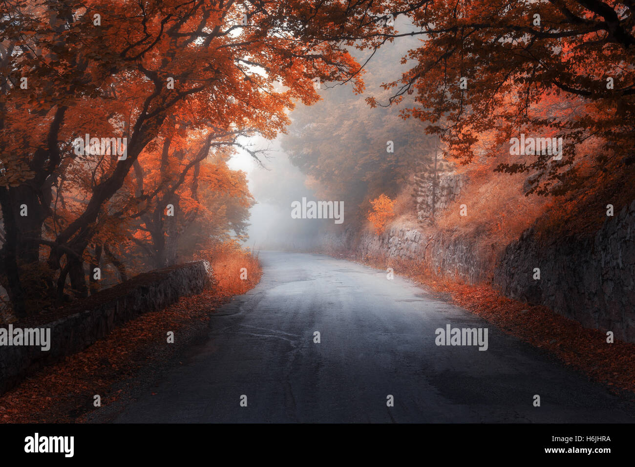 Erstaunlich, rote Herbstwald mit Straße in Nebel. Herbst-Bäume mit roten Blättern. Bunte Landschaft mit Wald, Straße, orange und rot lea Stockfoto