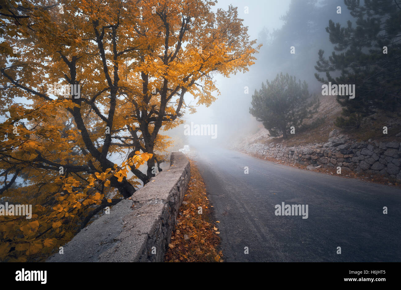 Mystische nebligen Herbstwald mit Straße. Herbst nebligen Wald im Nebel. Bunte Landschaft mit Bäumen, Bergstraße, Orange und gelb Stockfoto