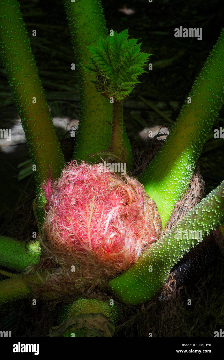 Sonnenlicht erhellt die rote Knospe und grünen jungen Trieb einer riesigen Rhabarber Pflanze (Gunnera Manicata) gegen die dunklen Schatten des Hintergrundes, Cornwall, UK Stockfoto