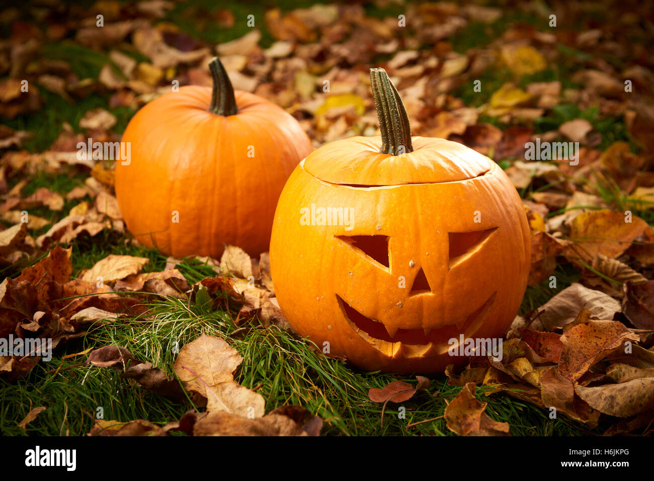 Reife Kürbisse für Halloween auf grünen Rasen Wih Herbst Blätter Hintergrund Stockfoto