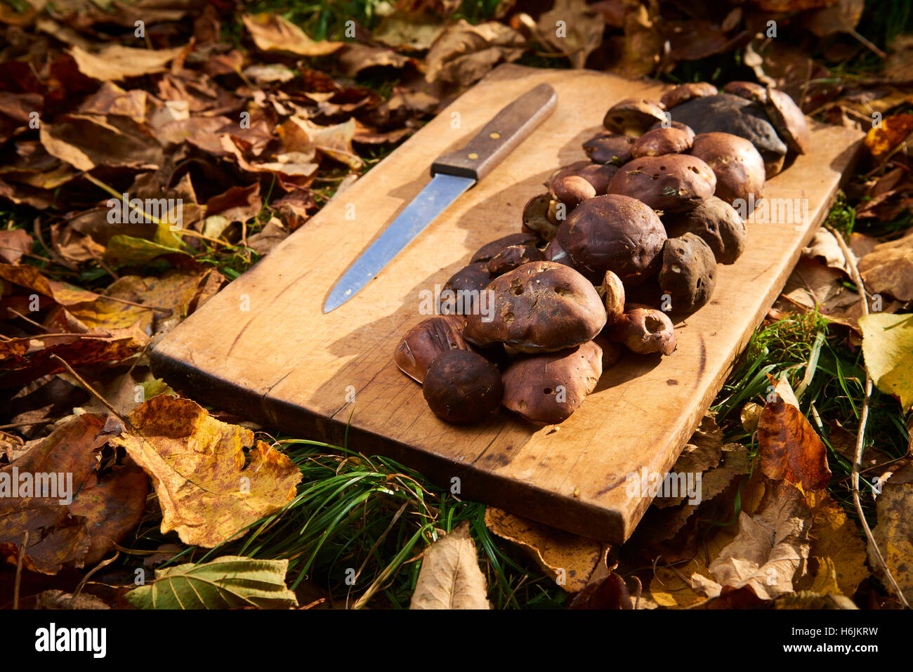 Rohe Steinpilze, frisch gepflückten und gereinigt, bereit für das Kochen auf dem Kochen Brett mit Herbstlaub herum. Stockfoto