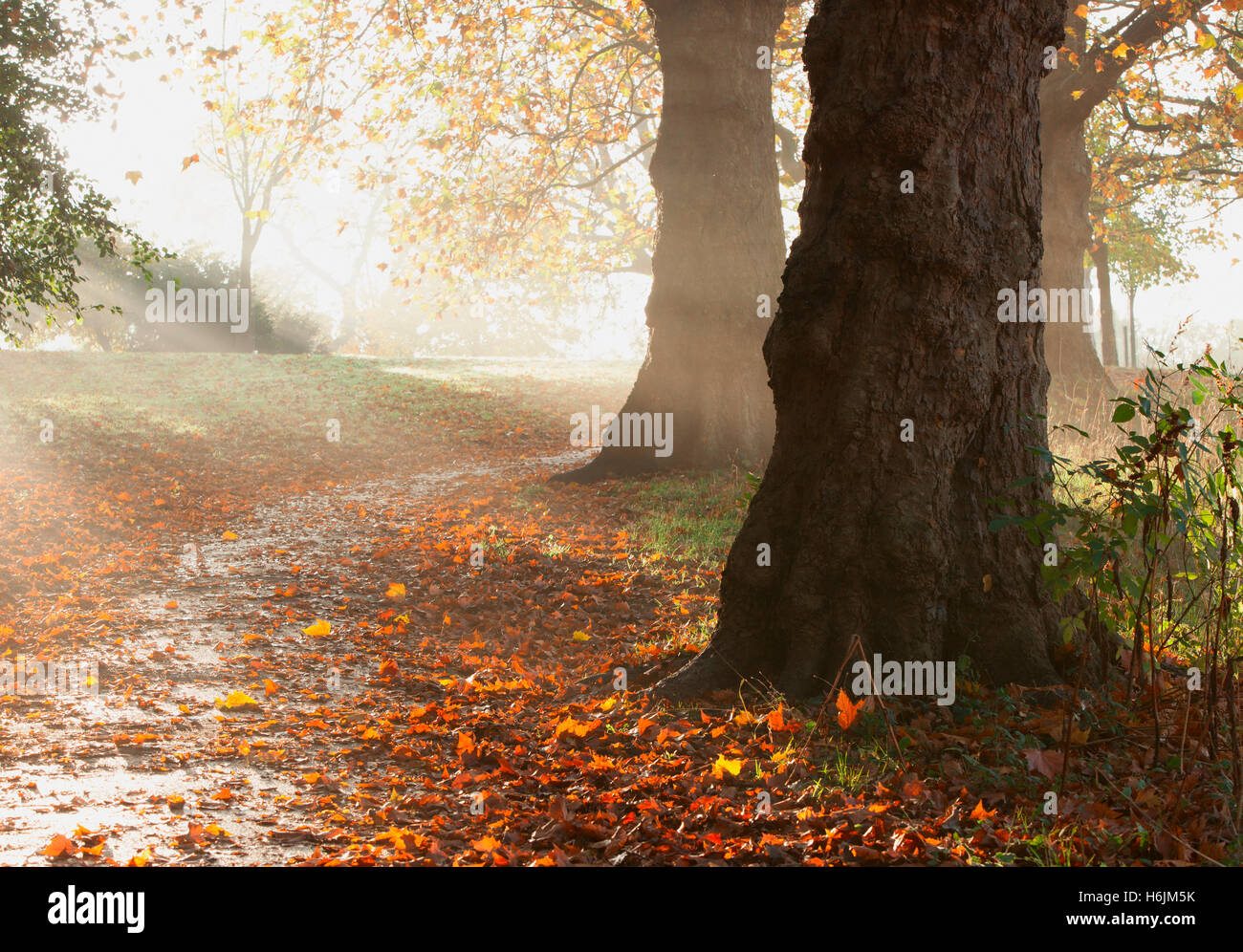 Rote Herbstlaub Sonne beleuchtet auf Boden teilweise überdeckt einen Pfad in Springfield Park, London, UK. Stockfoto