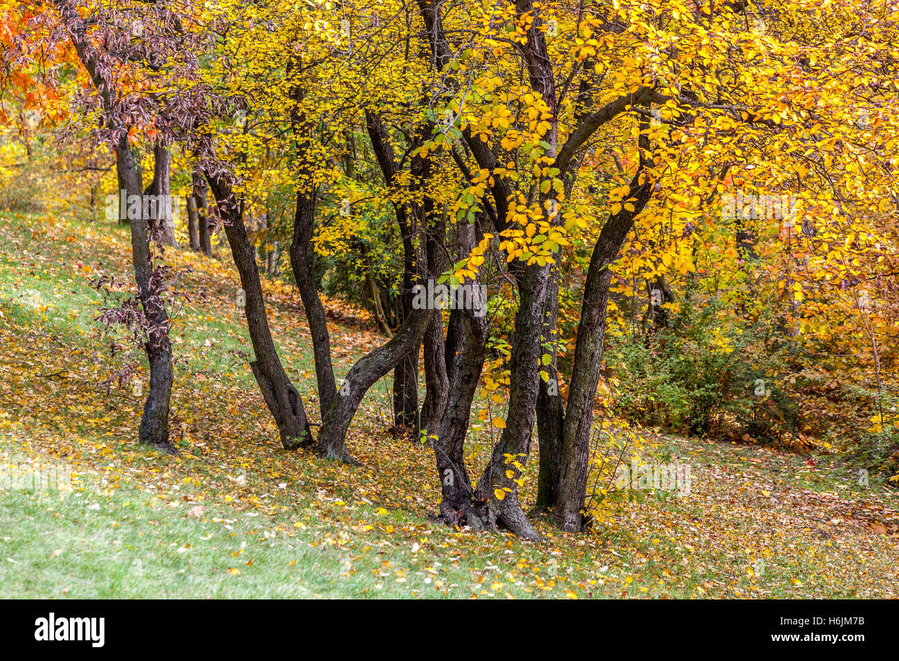 Herbst Farben, Petrin-Hügel-Prag, Tschechische Republik Stockfoto