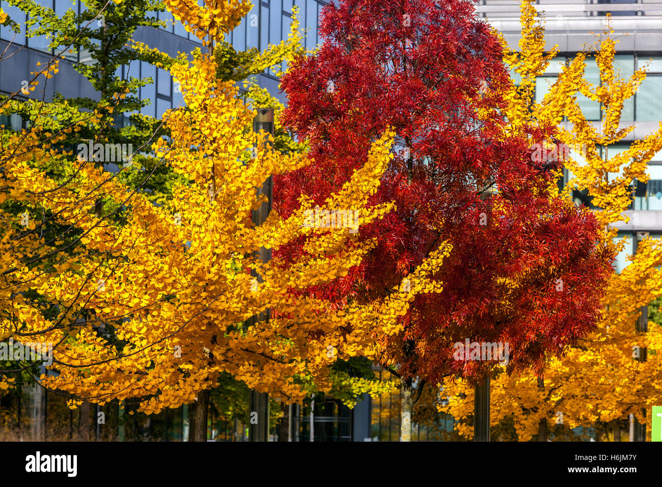 Herbst bunte Bäume, gemischte Blätter Urban City Gelb Ginkgo biloba Bäume Roter Ahornbaum Laubbäume Maidenhair Baum Ahornholz kontrastreiche Laubbäume Stockfoto