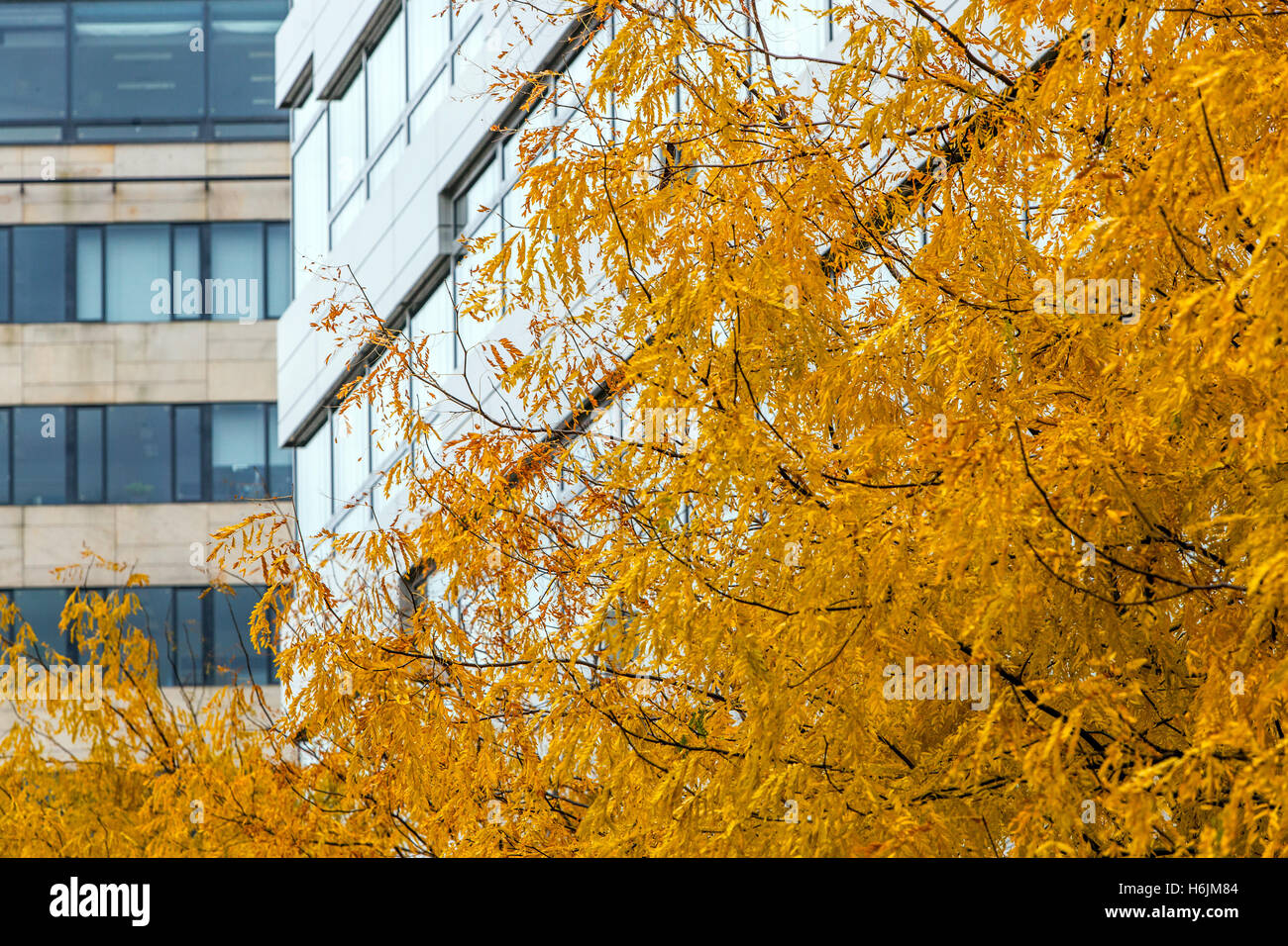 Herbstfarben, Laub in städtischen Gebieten, Prag, Tschechische Republik Stockfoto