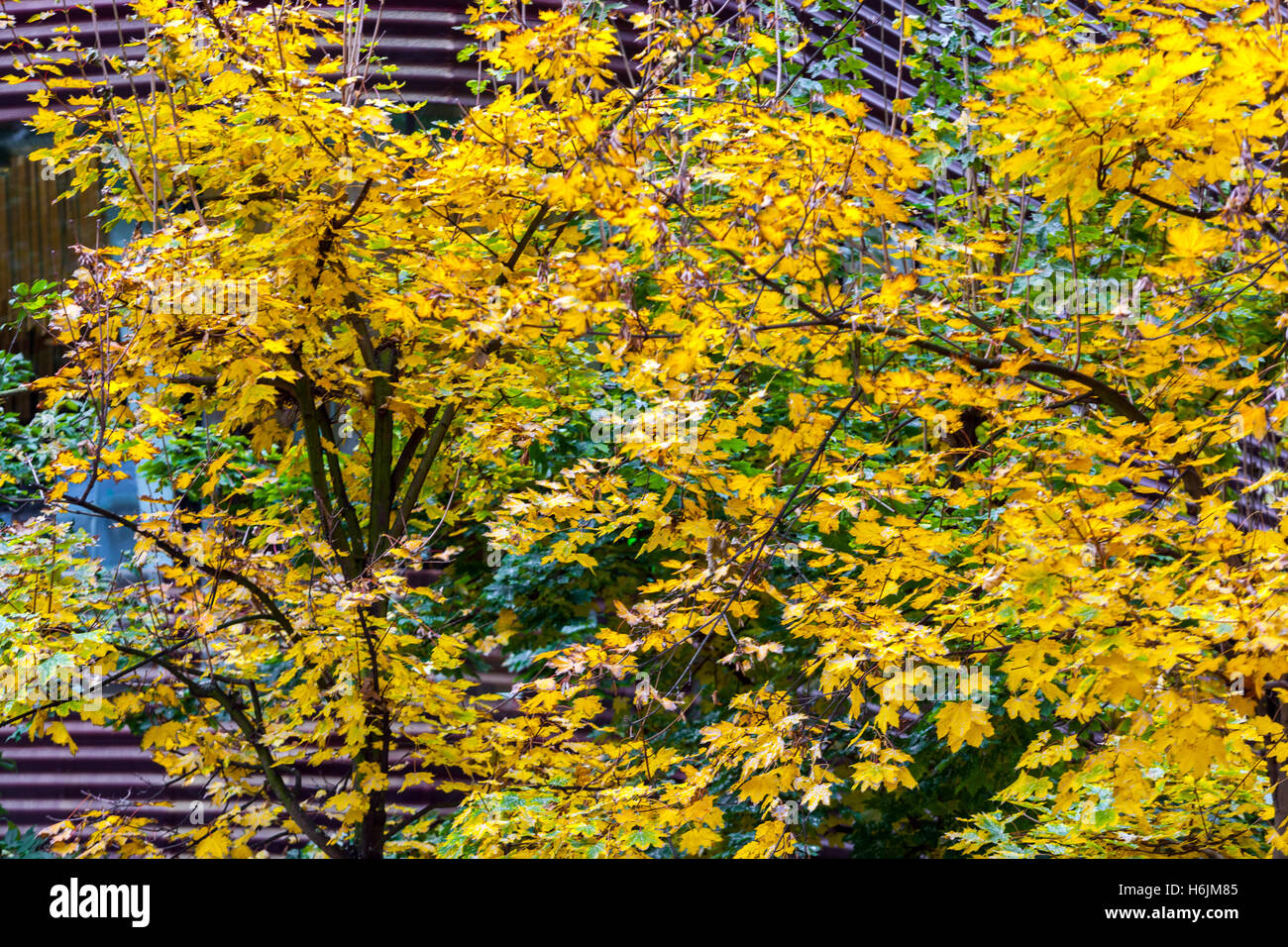 Herbstfarben, Laub in städtischen Gebieten, Prag, Tschechische Republik Stockfoto