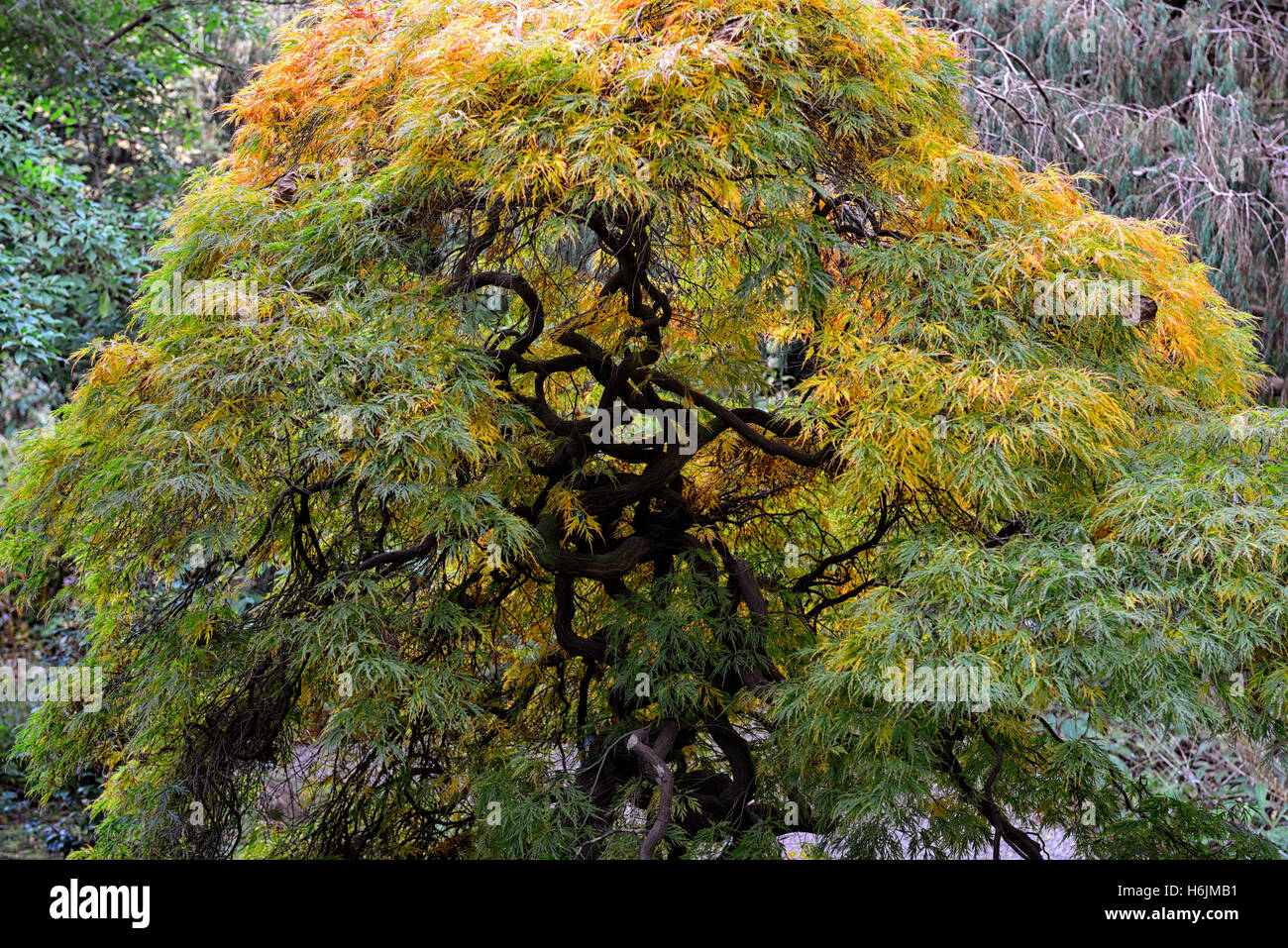 Acer Palmatum Var Dissectum grüner Blätter Laub Umdrehung drehen Änderung ändern Farbe Farbe Herbst Herbst Baum Bäume RM floral Stockfoto