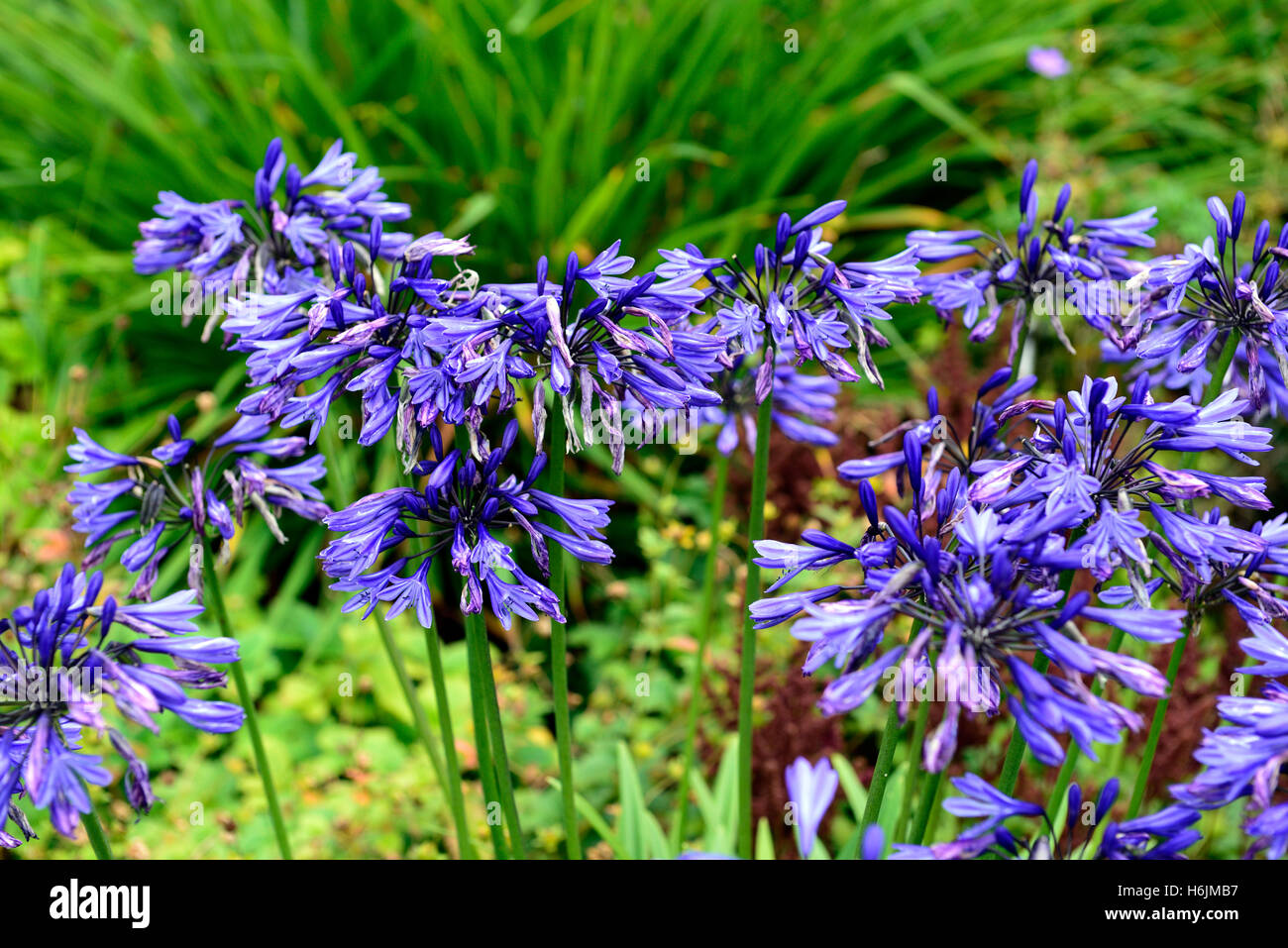 Agapanthus Marineblau, Nil-Lilie, blau, Blume, Blumen, Blüte, mischen, gemischt, Bett, Grenze, mehrjährige Pflanze, Bauerngarten, RM Floral, Stockfoto