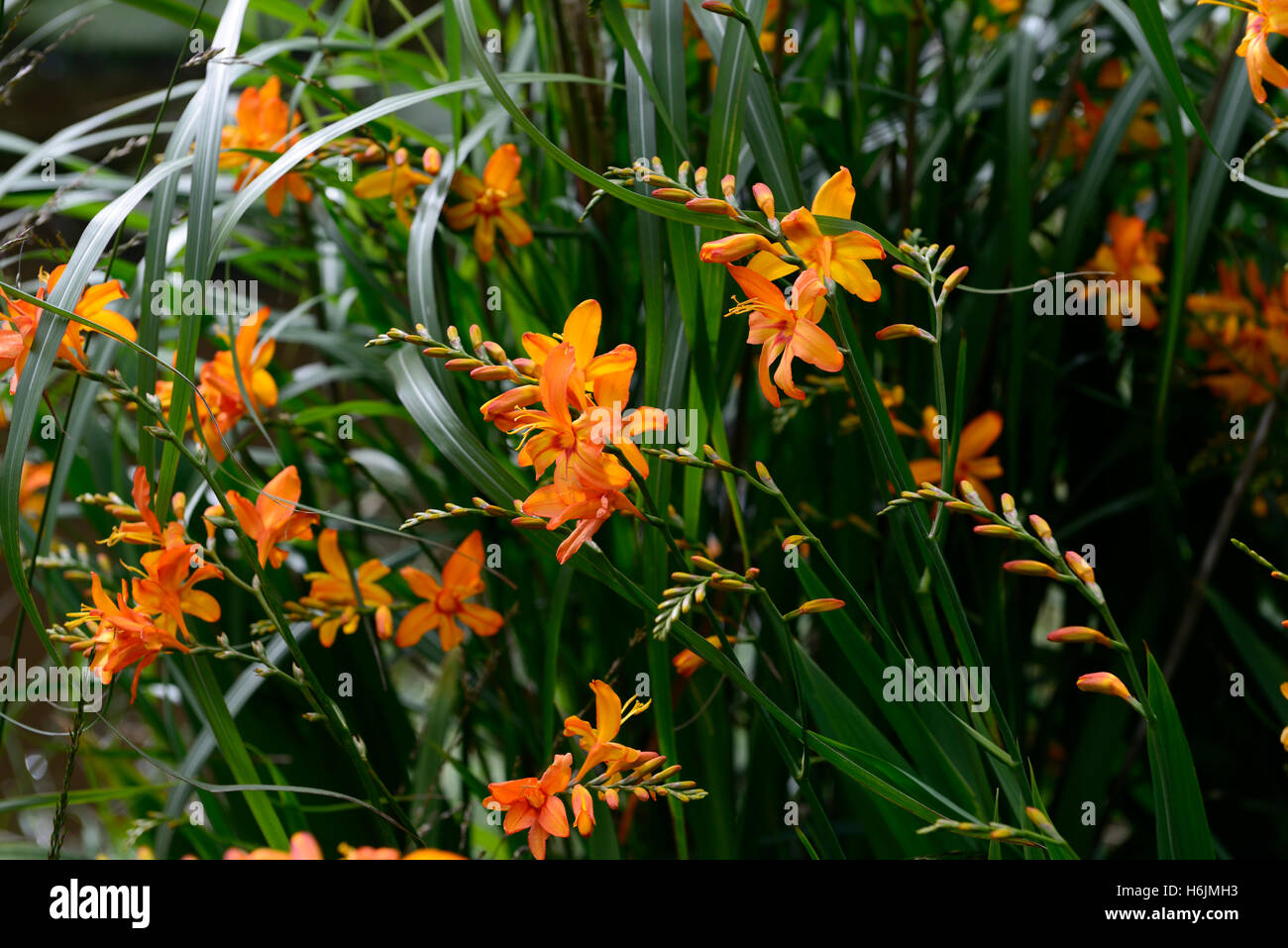 Crocosmia X crocosmiiflora Lady Hamilton Montbretia orange Blume Blumen Blüte floral mehrjährige RM Stockfoto