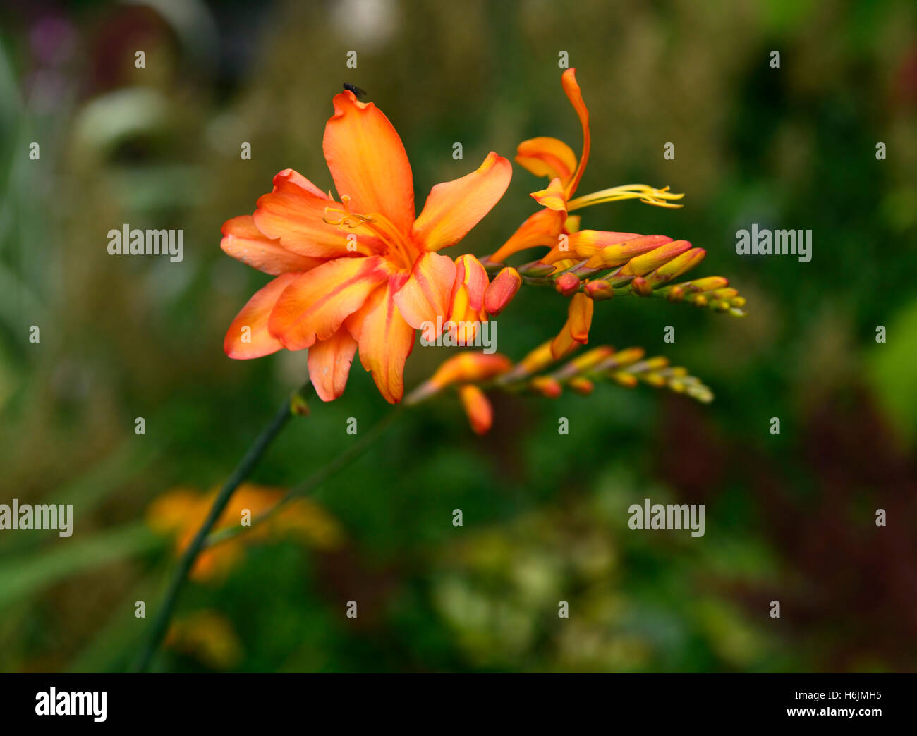 Crocosmia Zambesi Montbretia orange Blume Blumen Blüte floral mehrjährige RM Stockfoto
