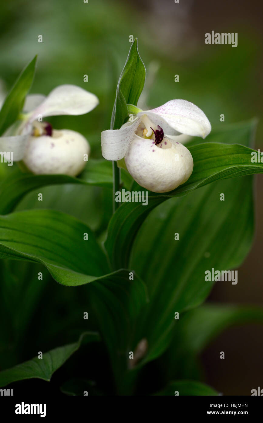 Cypripedium Ulla Silkens Hybrid Ladyslipper Orchidee Reginae X flavum  Frauenschuh Blume entdeckt rosa weie Beutel RM Floral Stockfotografie -  Alamy