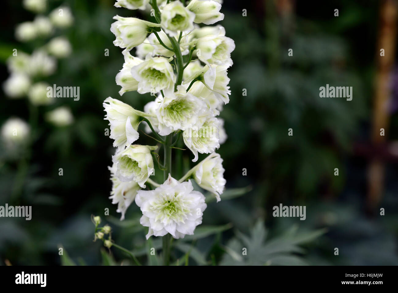 Delphinium Highlander morgens Sonnenaufgang weiße Blume Blumen Blüte spike Spires Spitzen hohen Staude RM Floral Stockfoto