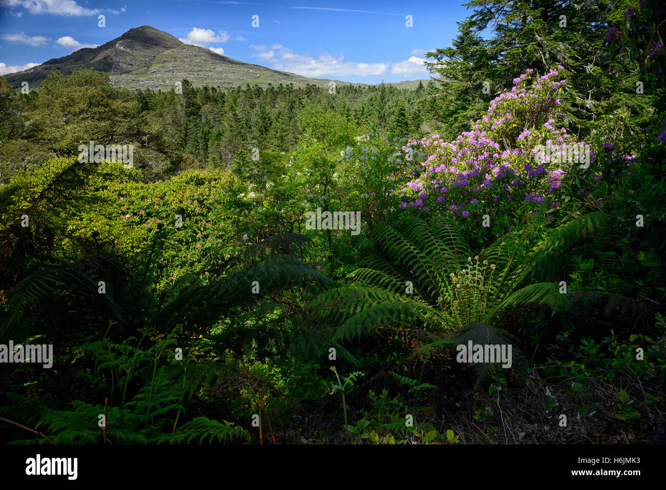 Derreen Gärten Garten Tasmanischer Baumfarn weicher Baumfarn Dicksonia Antarctica subtropischen Gärten Kerry Irland RM Floral Stockfoto