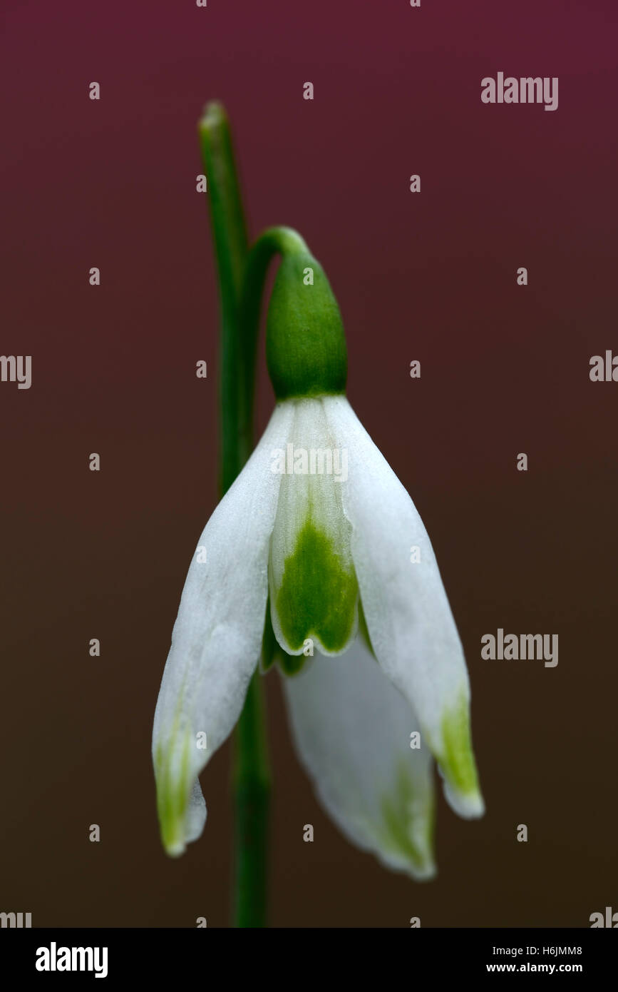 Galanthus Peshmenii "green Flight" frühen Herbst blühenden Schneeglöckchen Schneeglöckchen weiße Blume Blumen Herbst Saison RM Floral Stockfoto