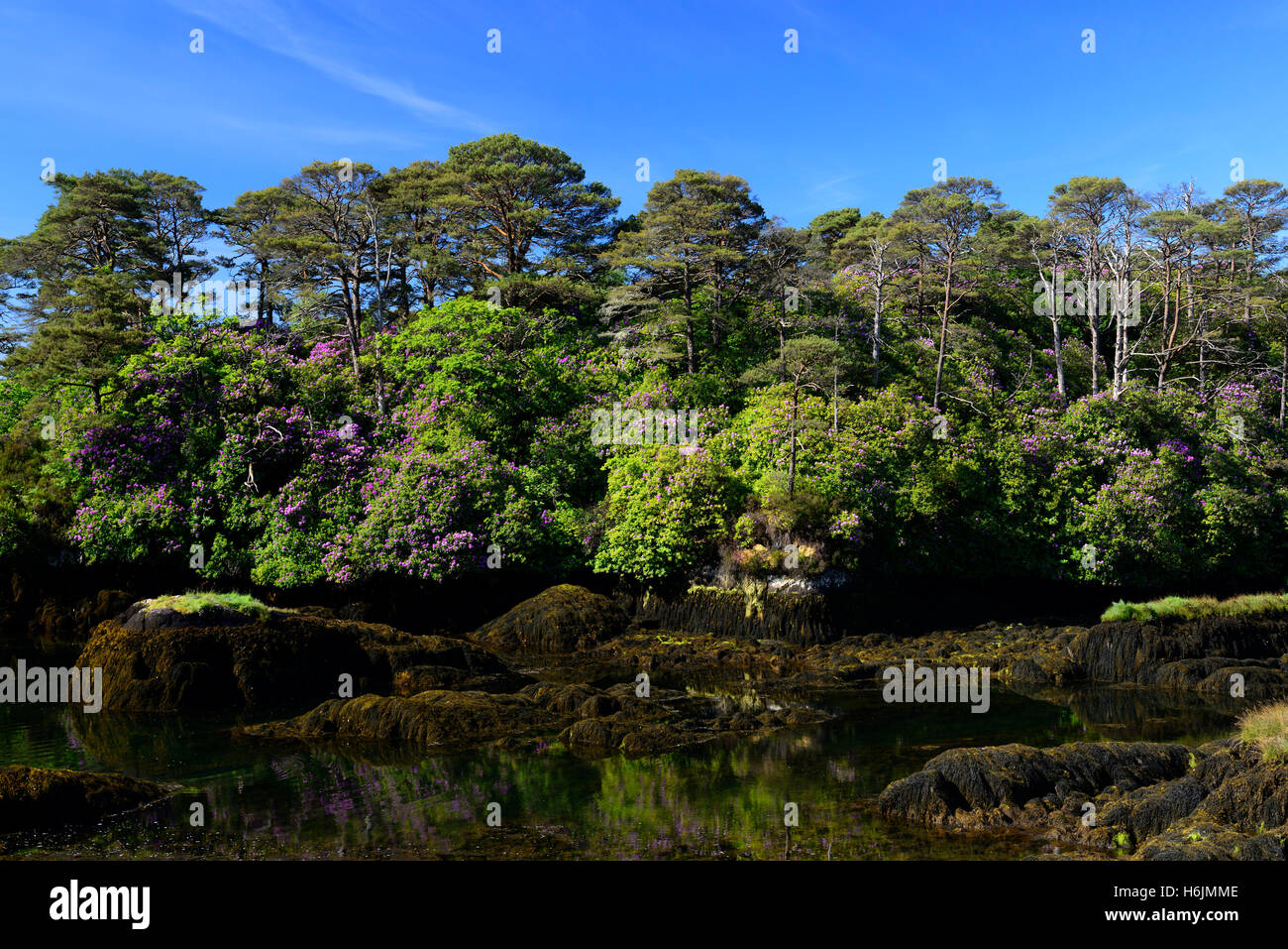 Gärten Ilnacullin Garinish garnieren Island Garten Annan Bryce Harold Peto OPW Bearea Halbinsel RM Irland Stockfoto