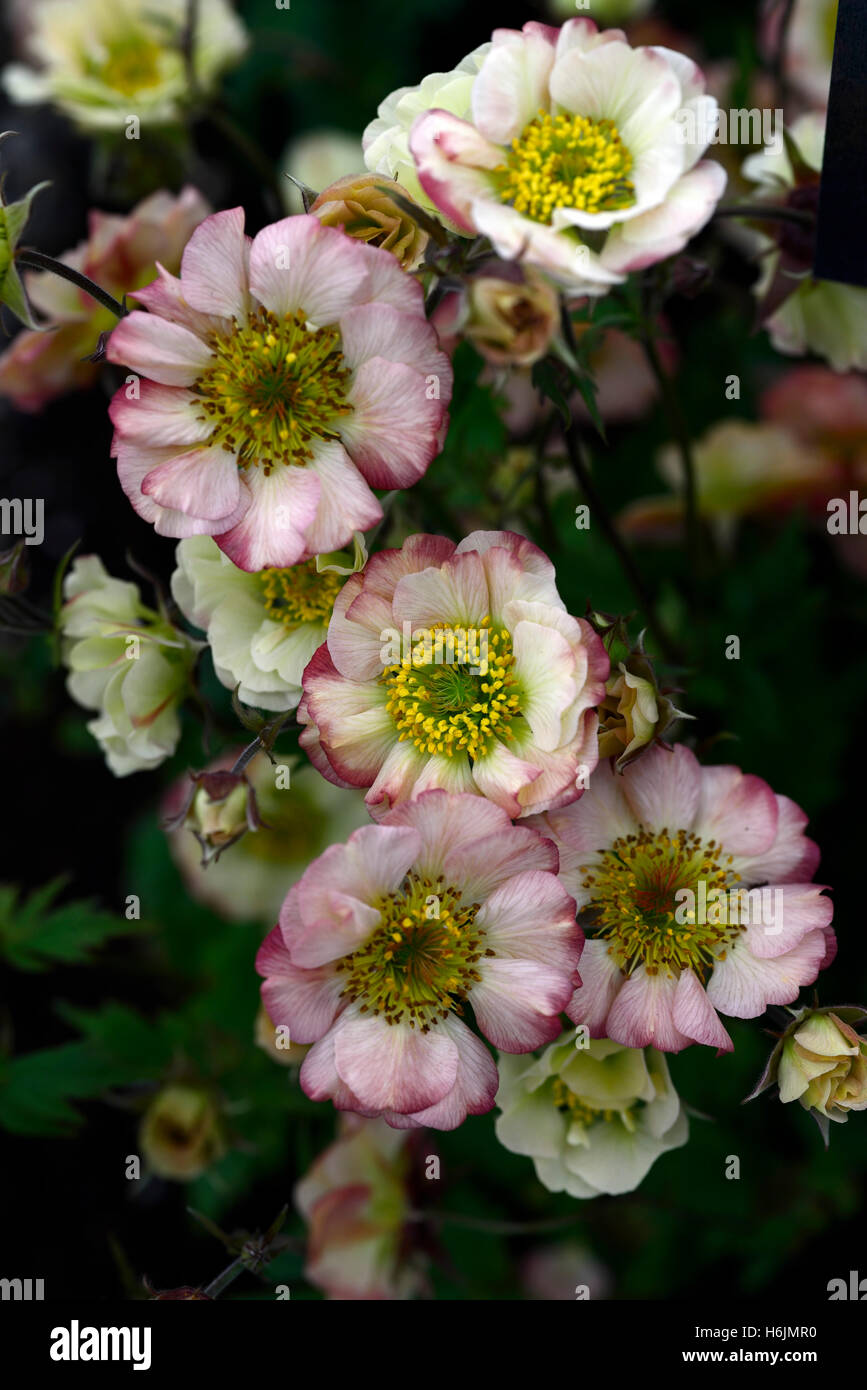 Geum kosmopolitischen Avens weiß rosa Geums Blumen Blume Blüte mehrjährige RM Floral Stockfoto