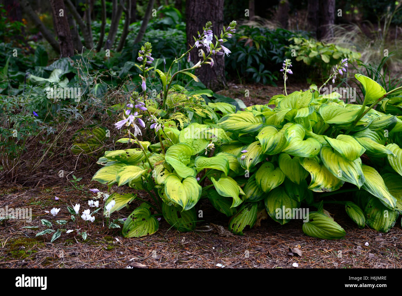 Hosta Glasmalerei bunte Laub Blätter Hostas Grünton schattigen schattigen Garten Holz Wald Gartenpflanze RM Floral Stockfoto