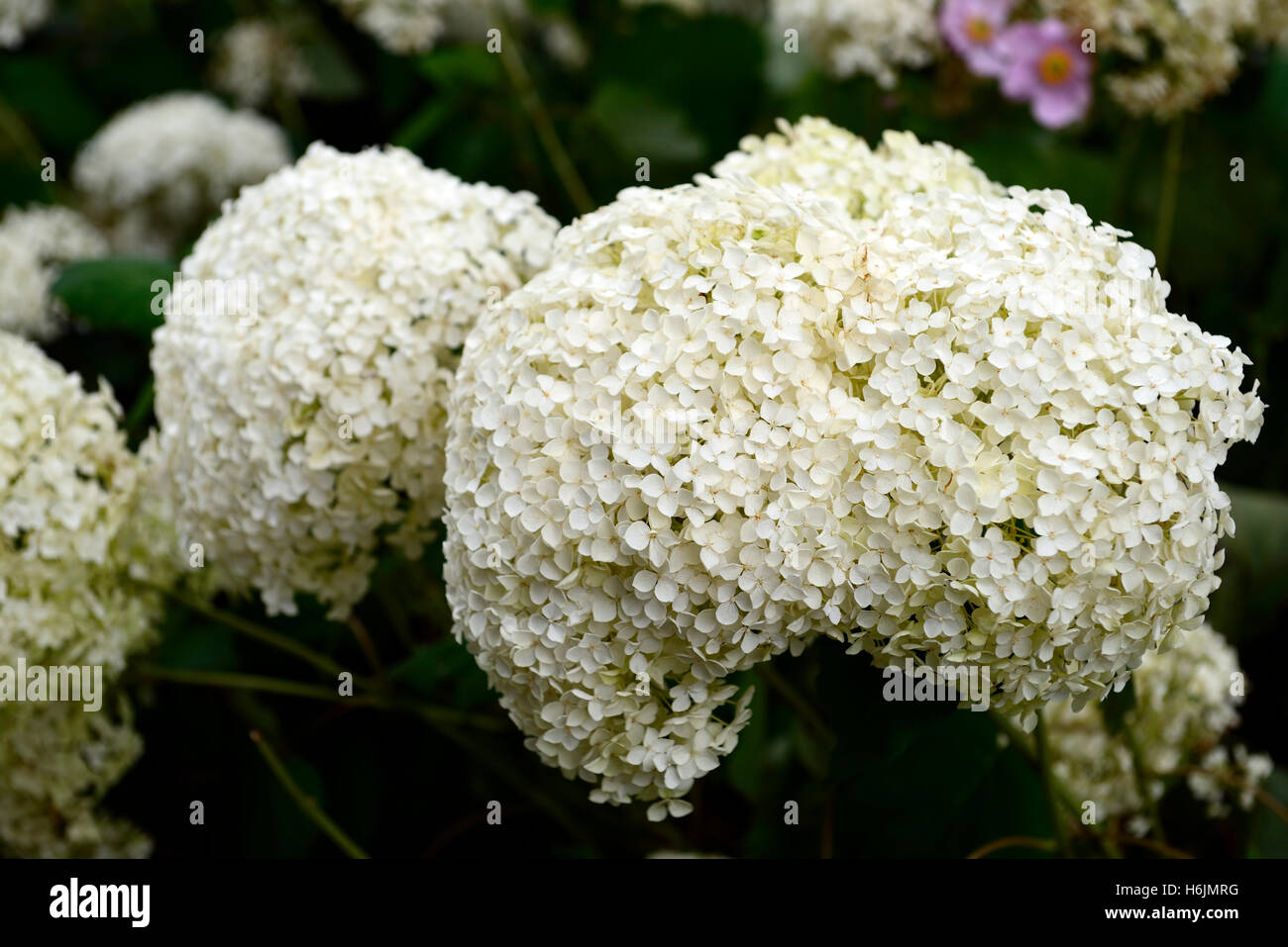 Hydrangea Arborescens Annabelle weiße Rispe Blume Blumen Blüte Flowerhead mehrjährige Mix gemischte Pflanzung RM Floral Stockfoto
